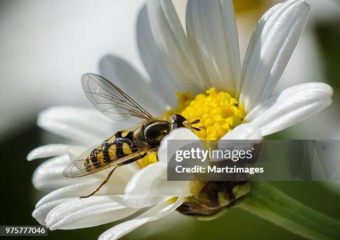 Hoverfly Hoverfly