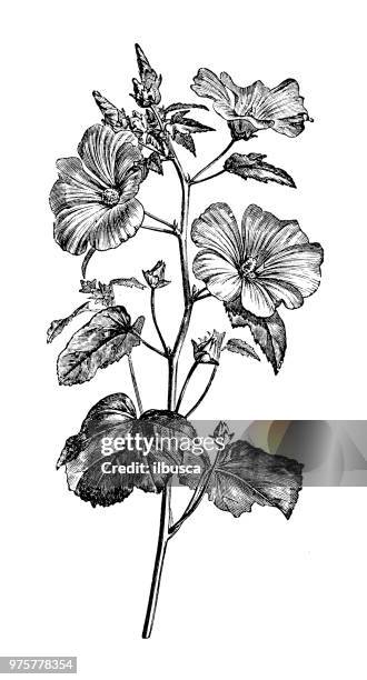 ilustraciones, imágenes clip art, dibujos animados e iconos de stock de botánica plantas antigua ilustración de grabado: lavatera trimestris, malva anual, rosa malva, malva real, malva real - malva