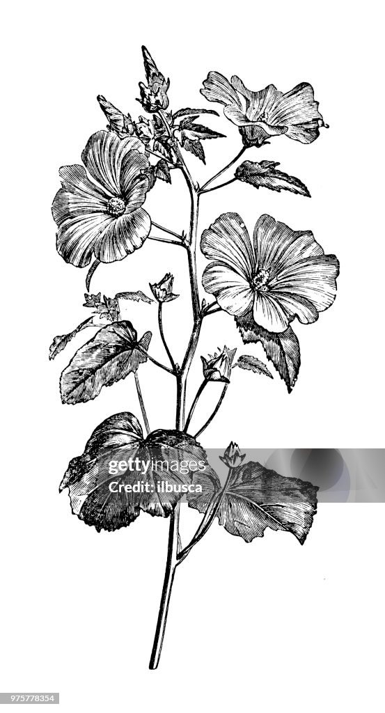 Plantkunde planten antieke gravure illustratie: Lavatera trimestris, jaarlijkse mallow, steeg kaasjeskruid, Koninklijke mallow, regal mallow