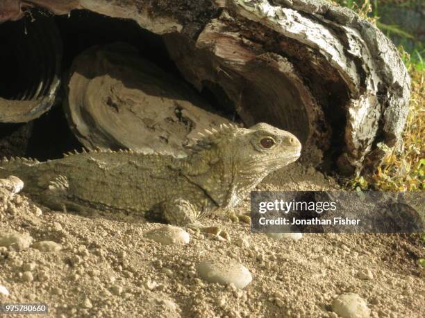 tuatara - land iguana 個照片及圖片檔