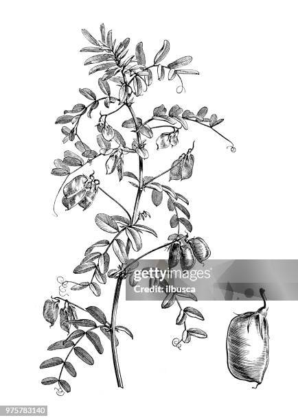 illustrations, cliparts, dessins animés et icônes de plantes de botanique antique illustration de gravure : lentilles, lens culinaris, lentille esculenta - famille des légumineuses
