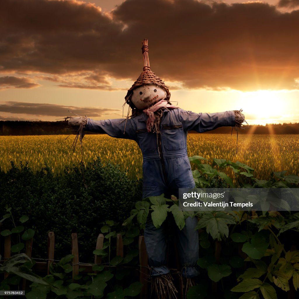 A scarecrow in a field.