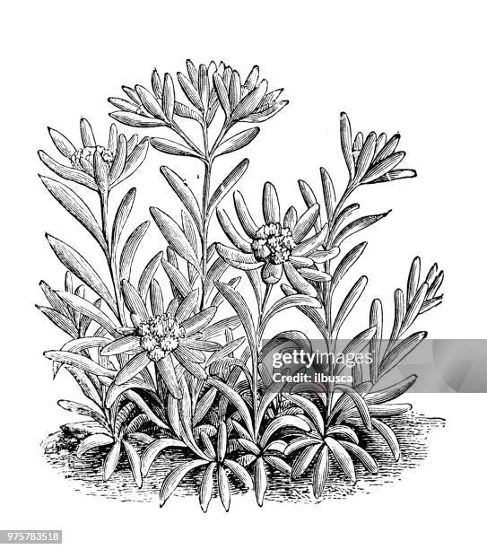 botany plants antique engraving illustration: leontopodium alpinum, edelweiss - edelweiss stock illustrations