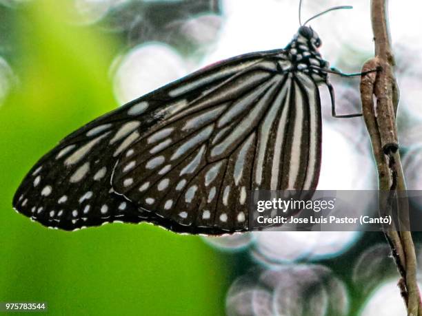 mariposa elegante - paper kite butterfly stock pictures, royalty-free photos & images