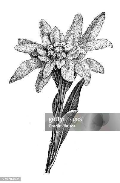 botany plants antique engraving illustration: leontopodium alpinum, edelweiss - edelweiss flower stock illustrations
