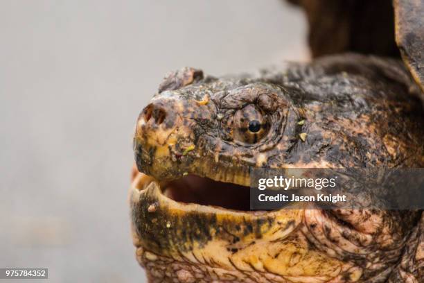 Snapping Turtle Shell Photos and Premium High Res Pictures - Getty Images