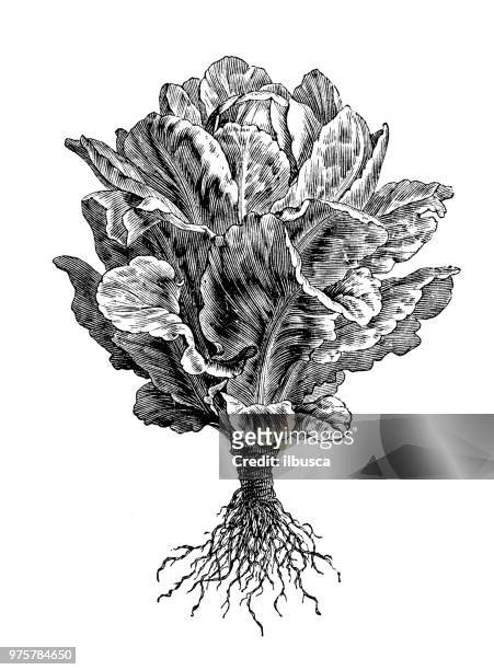 bildbanksillustrationer, clip art samt tecknat material och ikoner med botanik växter antik gravyr illustration: cos sallad - lettuce