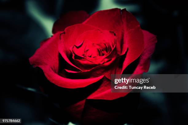 dark rose... - tuncay stock-fotos und bilder