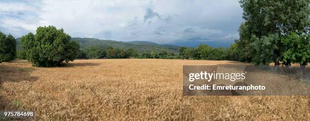 panorama of a wheat field in fethiye. - emreturanphoto stock pictures, royalty-free photos & images