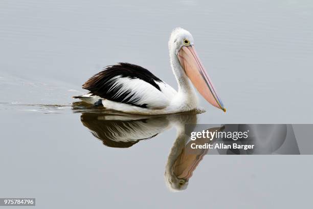 australian pelican (pelecanus conspicillatus) floating on water, canberra, australia - pelicans fotografías e imágenes de stock