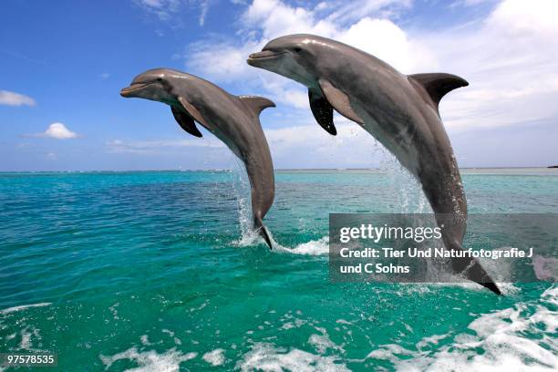 delfin (grosser tuemmler) - roatan stock pictures, royalty-free photos & images