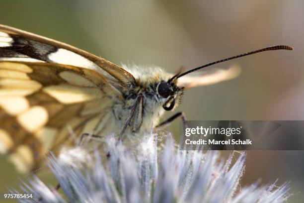 marbled white - geometridae stock-fotos und bilder