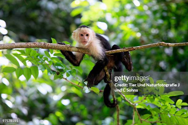 weissschulterkapuziner - roatan stock pictures, royalty-free photos & images