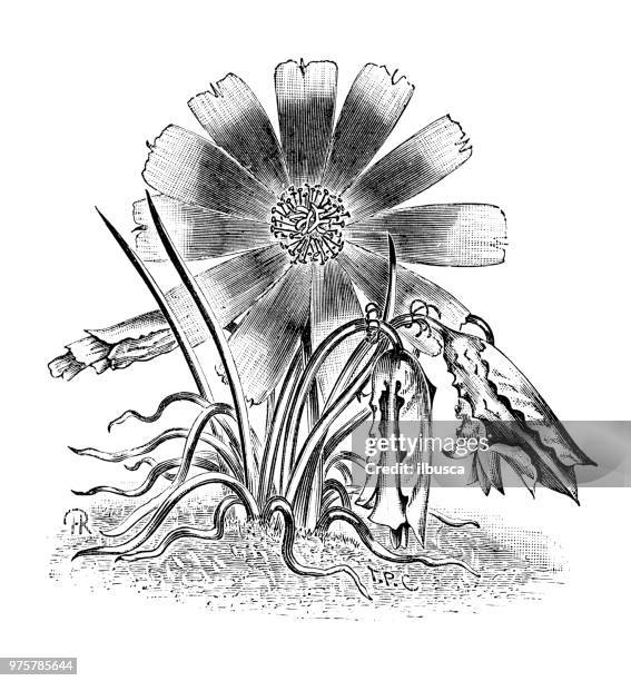 botany plants antique engraving illustration: bitterroot, lewisia rediviva - bitterroot stock illustrations
