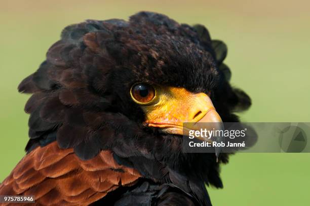 bateleur eagle - bateleur eagle stockfoto's en -beelden