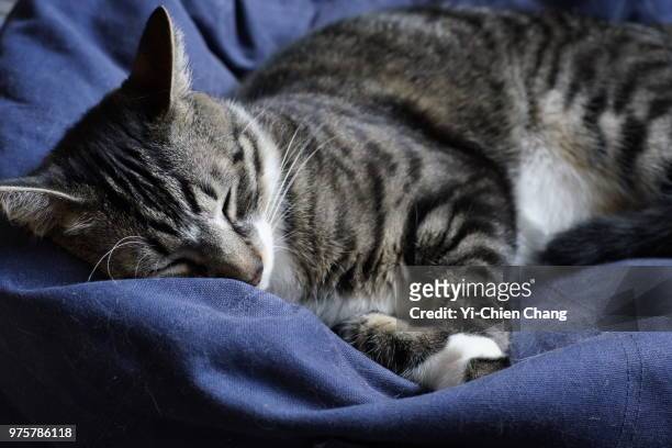 sleeping cat - petit chien stock pictures, royalty-free photos & images