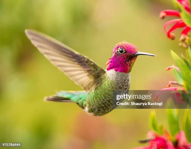 hummer - annas hummingbird stock pictures, royalty-free photos & images