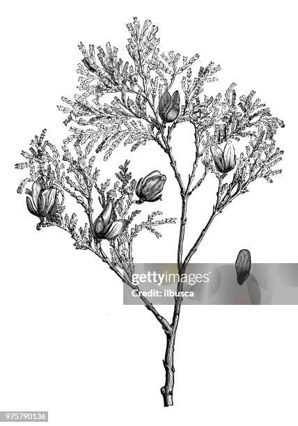 botanik pflanzen antik gravur abbildung: libocedrus chilensis chilenische zeder austrocedrus chilensis, chilenische schulentlassungsfeier - cedar tree stock-grafiken, -clipart, -cartoons und -symbole