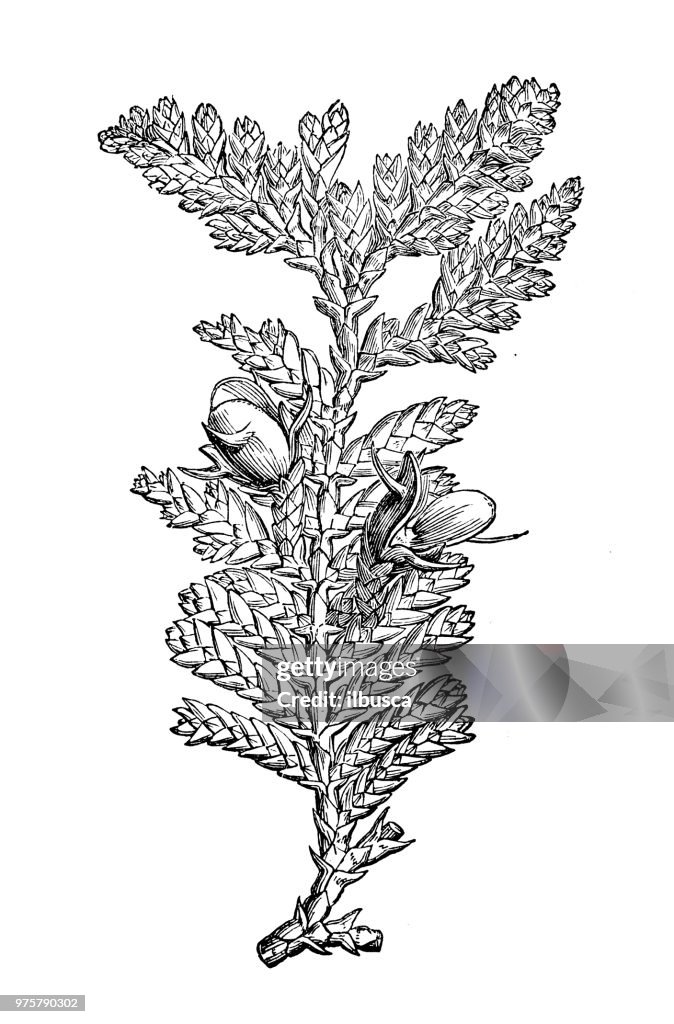 Botanik Pflanzen Antik Gravur Abbildung: Libocedrus Plumosa, Libocedrus Doniana