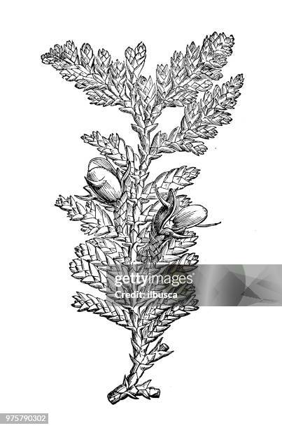 illustrations, cliparts, dessins animés et icônes de plantes de botanique antique illustration de gravure : libocedrus plumosa, libocedrus doniana - asparagus des fleuristes