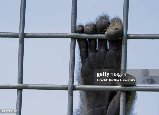 let me out! - sad monkey stock pictures, royalty-free photos & images
