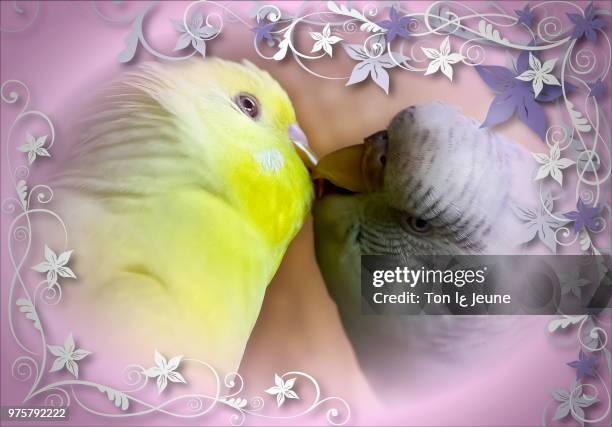 two parakeets. - tufted puffin stock pictures, royalty-free photos & images