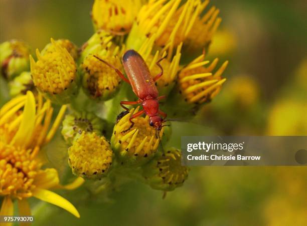 soldier beetle on ragwort - ragwort stock pictures, royalty-free photos & images