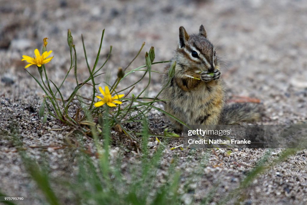 Chipmunk eating lunch