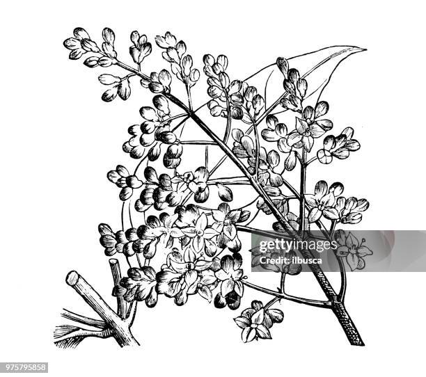 botany plants antique engraving illustration: ligustrum lucidum, broad-leaf privet, chinese privet, glossy privet, tree privet, wax-leaf privet - wax fruit stock illustrations