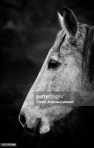 horse - andrew caldwell stockfoto's en -beelden