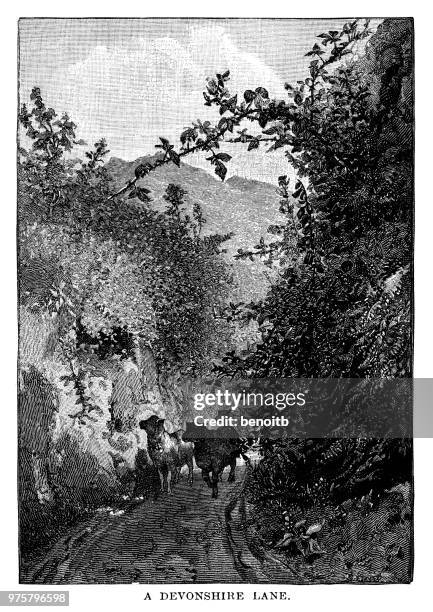 lane in devonshire - country road stock illustrations