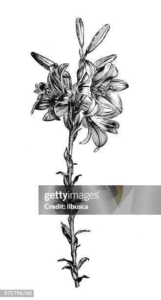 botany plants antique engraving illustration: lilium candidum, madonna lily - white lily illustration stock illustrations