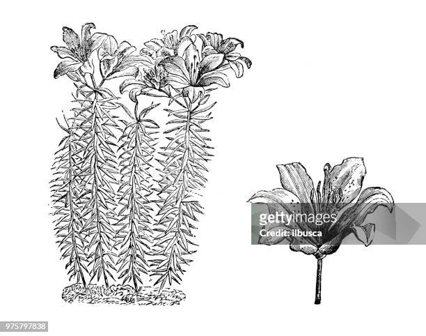 stockillustraties, clipart, cartoons en iconen met plantkunde planten antieke gravure illustratie: lilium elegans - elegans