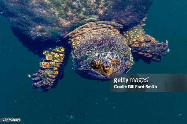 snapping turtle - vulnerable species stock pictures, royalty-free photos & images