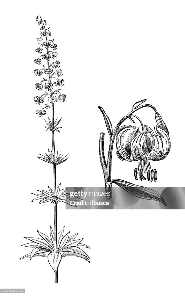 Botánica Plantas antigua ilustración de grabado: Lilium martagon, lirio martagon