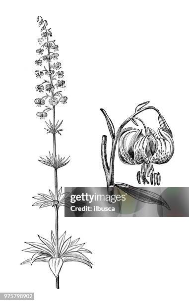 botany plants antique engraving illustration: lilium martagon, martagon lily - lilium martagon stock illustrations