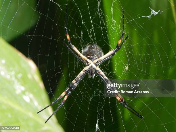 argiope argentata (?) - argiope argentata stock pictures, royalty-free photos & images
