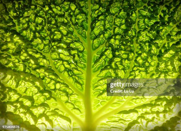lettuce leaf detail - lettuce stockfoto's en -beelden
