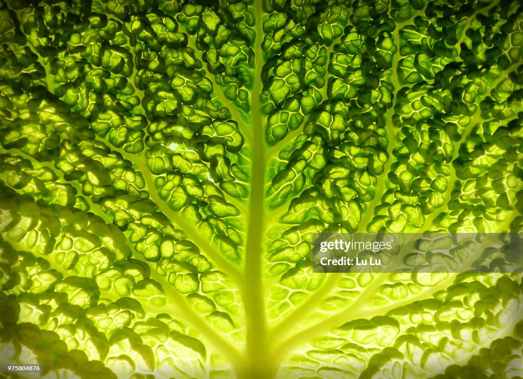 Lettuce leaf detail