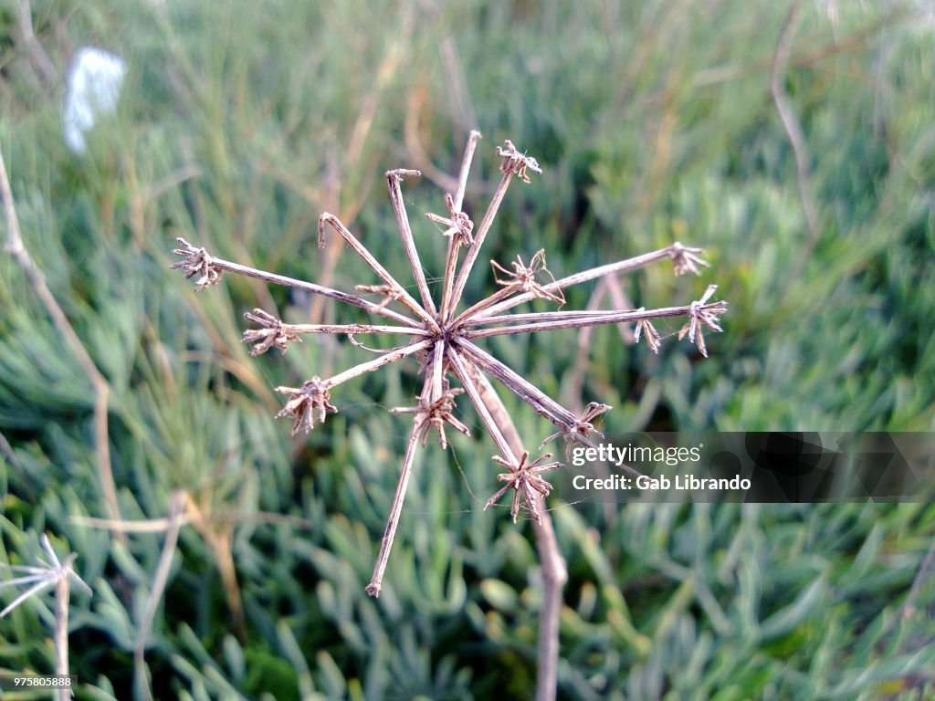 Dried plant