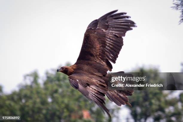 golden eagle ii - aquila heliaca stock pictures, royalty-free photos & images