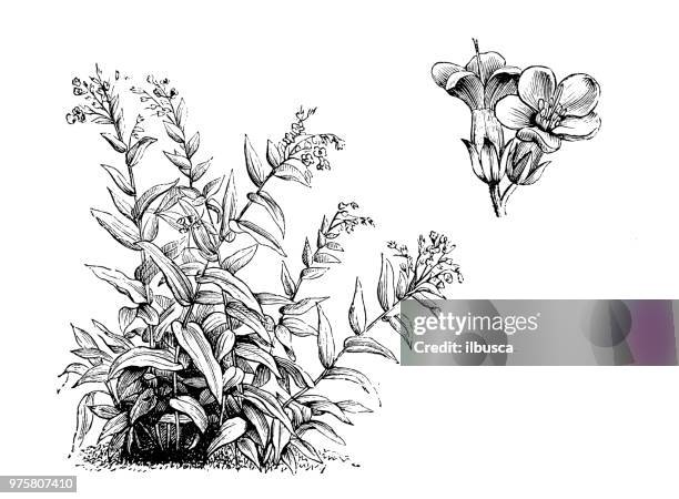 stockillustraties, clipart, cartoons en iconen met plantkunde planten antieke gravure illustratie: lindelofia spectabilis - bougainville