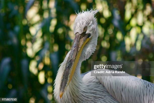 pelecanus crispus - pelecanus crispus stock pictures, royalty-free photos & images