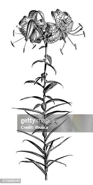 botanik pflanzen antik gravur abbildung: lilium tigrinum - tiger lily flower stock-grafiken, -clipart, -cartoons und -symbole