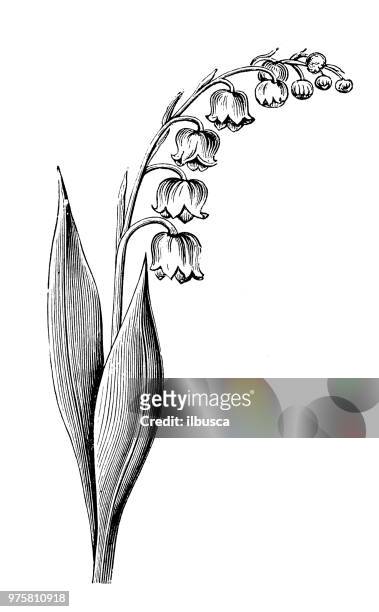 botanik pflanzen antik gravur abbildung: lily of the valley - lily of the valley stock-grafiken, -clipart, -cartoons und -symbole