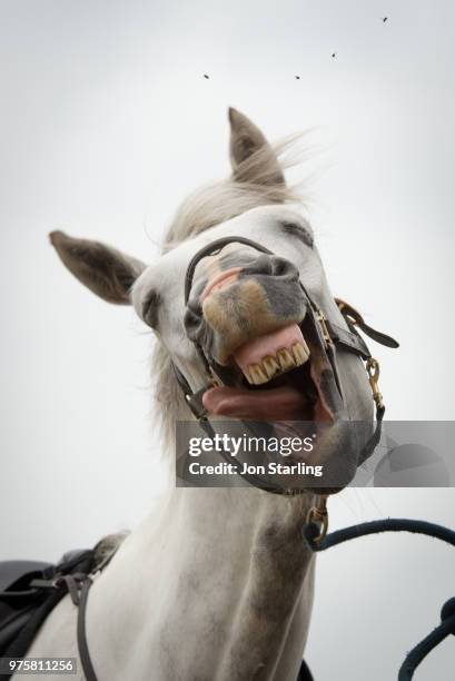 licking white horse portrait - horse teeth 個照片及圖片檔