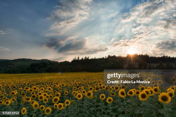 girasoli - girasoli stock-fotos und bilder