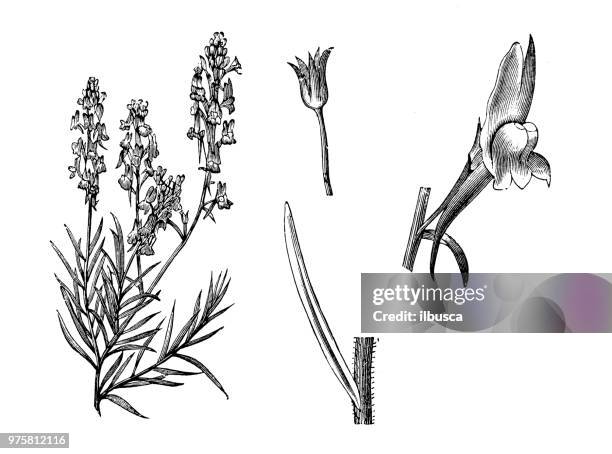 botany plants antique engraving illustration: linaria maroccana, moroccan toadflax - moroccan food stock illustrations