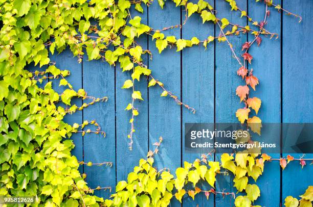 ivy growing on fence, nagymaros, hungary - município de peste imagens e fotografias de stock