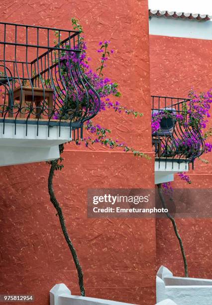 bougainvilea plant climbing up the balconies . - emreturanphoto stock pictures, royalty-free photos & images